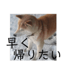 柴犬メルのスタンプ（個別スタンプ：35）