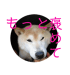 柴犬メルのスタンプ（個別スタンプ：36）