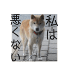 柴犬メルのスタンプ（個別スタンプ：37）