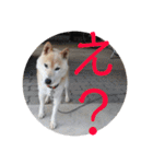柴犬メルのスタンプ（個別スタンプ：38）