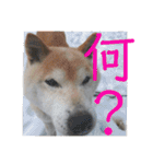 柴犬メルのスタンプ（個別スタンプ：39）
