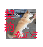 柴犬メルのスタンプ（個別スタンプ：40）