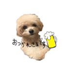 チワプーふくたん（個別スタンプ：3）