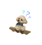 チワプーふくたん（個別スタンプ：6）