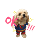チワプーふくたん（個別スタンプ：11）