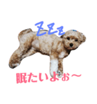 マルプー メルちゃん（個別スタンプ：1）