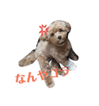 マルプー メルちゃん（個別スタンプ：3）