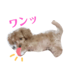 マルプー メルちゃん（個別スタンプ：6）