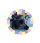 French-puck（個別スタンプ：4）