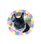French-puck（個別スタンプ：5）
