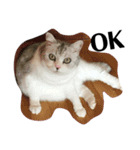 ねこのきもち。。。（個別スタンプ：1）