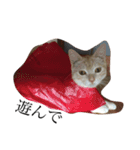 ねこのきもち。。。（個別スタンプ：7）