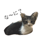 ねこのきもち。。。（個別スタンプ：8）