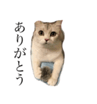 ねこのきもち。。。（個別スタンプ：9）