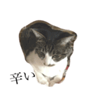 ねこのきもち。。。（個別スタンプ：11）