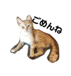 ねこのきもち。。。（個別スタンプ：13）