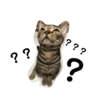 ねこのきもち。。。（個別スタンプ：16）