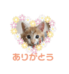 ＊もなかのスタンプ＊（個別スタンプ：9）