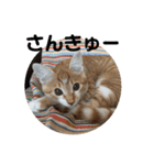 ＊もなかのスタンプ＊（個別スタンプ：10）