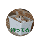 ＊もなかのスタンプ＊（個別スタンプ：35）