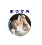 ＊もなかのスタンプ＊（個別スタンプ：36）