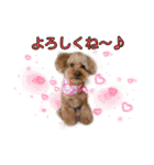 愛犬ココ（トイプードル）（個別スタンプ：1）