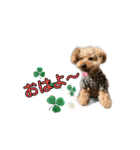 愛犬ココ（トイプードル）（個別スタンプ：2）