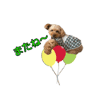愛犬ココ（トイプードル）（個別スタンプ：4）