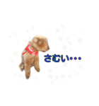 愛犬ココ（トイプードル）（個別スタンプ：6）