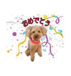 愛犬ココ（トイプードル）（個別スタンプ：8）