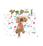愛犬ココ（トイプードル）（個別スタンプ：9）