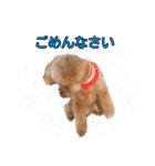 愛犬ココ（トイプードル）（個別スタンプ：10）