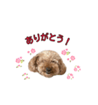 愛犬ココ（トイプードル）（個別スタンプ：11）