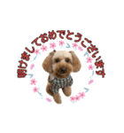 愛犬ココ（トイプードル）（個別スタンプ：13）