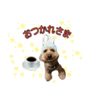 愛犬ココ（トイプードル）（個別スタンプ：16）