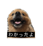 ポメッツのちゃぽ2（個別スタンプ：3）