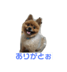 ポメッツのちゃぽ2（個別スタンプ：6）