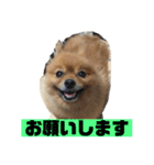 ポメッツのちゃぽ2（個別スタンプ：11）