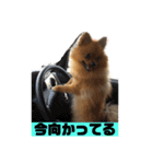 ポメッツのちゃぽ2（個別スタンプ：12）