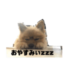 ポメッツのちゃぽ2（個別スタンプ：14）