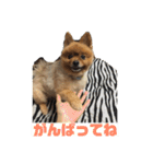 ポメッツのちゃぽ2（個別スタンプ：23）
