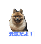 ポメッツのちゃぽ2（個別スタンプ：30）
