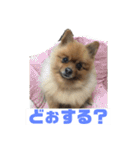 ポメッツのちゃぽ2（個別スタンプ：32）