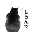 黒猫ぶぶちゃん（個別スタンプ：4）