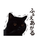 黒猫ぶぶちゃん（個別スタンプ：13）