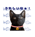 黒猫「うに」とシンプル可愛い北欧スタンプ（個別スタンプ：21）
