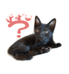 黒猫「うに」とシンプル可愛い北欧スタンプ（個別スタンプ：28）