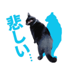くろねこ くっく（個別スタンプ：6）
