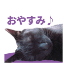 くろねこ くっく（個別スタンプ：7）