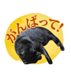 くろねこ くっく（個別スタンプ：8）